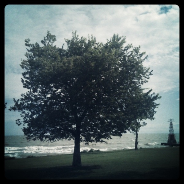 Tree at Chicago Lakefront by Marlene Kelly