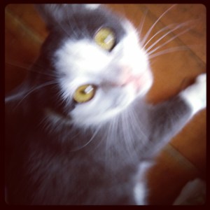 Sufi the Cat by Marlene Kelly