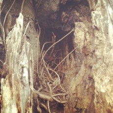 Inside the Heart of a Tree by Marlene Kelly